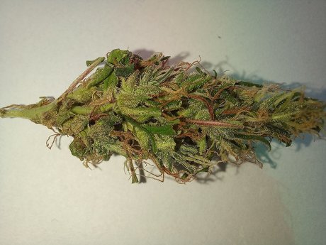 Rasta Maconheiro