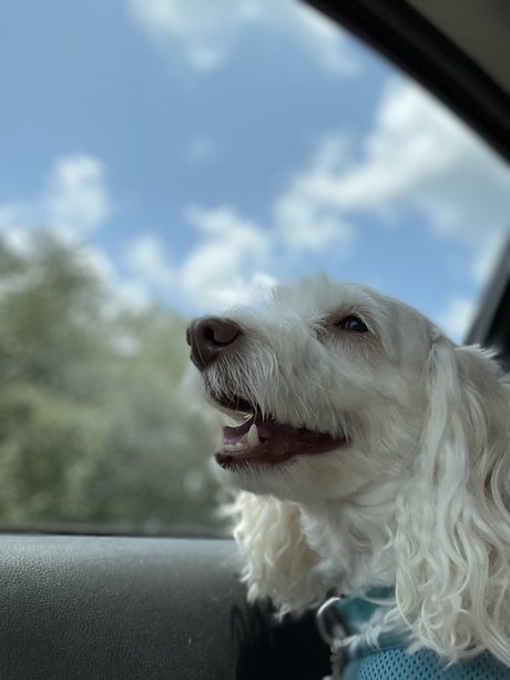 Marley