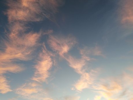 Dreamyhedera