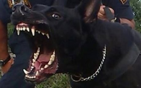 Ace