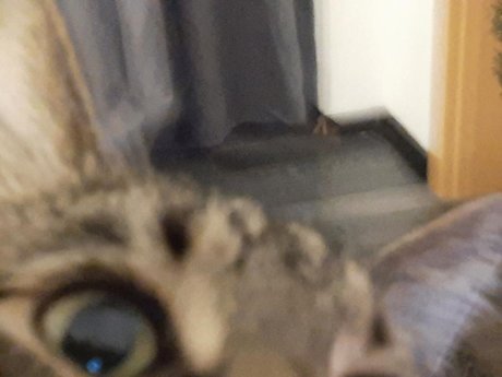 Onlycats