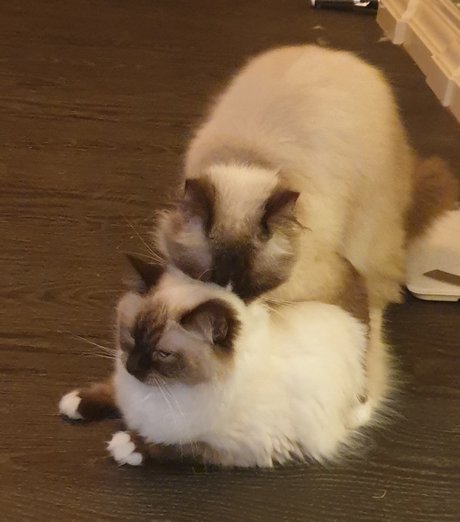 Pablo The Ragdoll