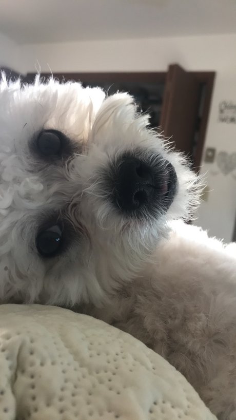 Foto di nudo di fuga di OnlyFans di Paash