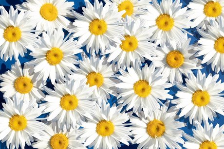 Daisy