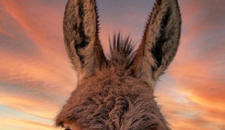 Foto di nudo di fuga di OnlyFans di Burro Donkey