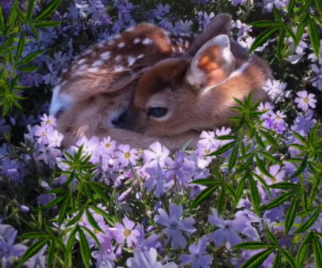 Foto di nudo di fuga di OnlyFans di Bambi Chiefs