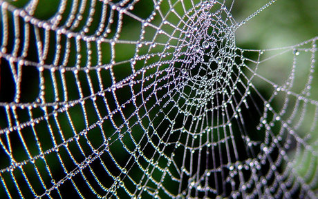 Orbweaver