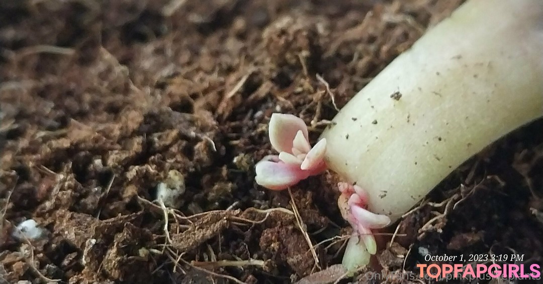 Foto di nudo di fuga di OnlyFans di Pinkplushieplants #45 Foto di nudo di fuga di OnlyFans di Pinkplushieplants #45