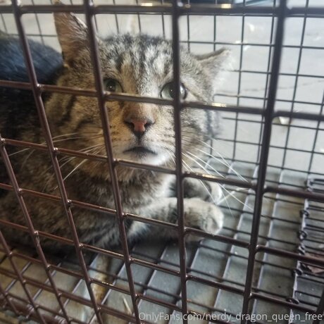 Nerdy Dragon Queen Free