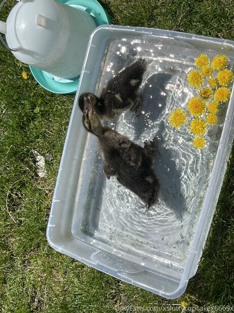 Xsluttycupcakex6669x