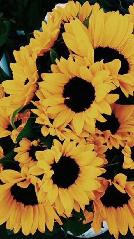 Sunshine