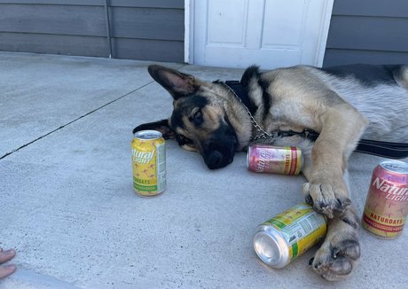 Alishadrinksbeer