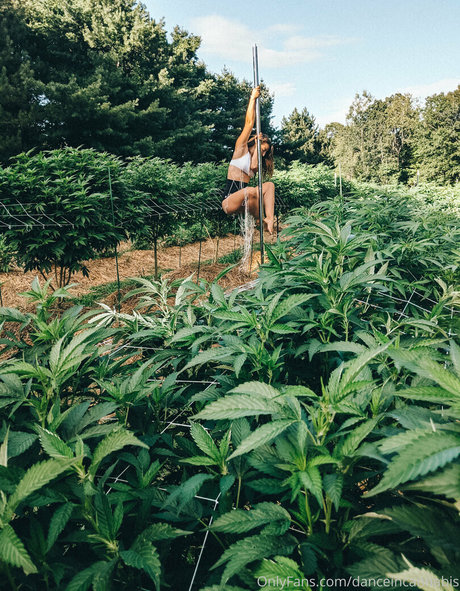 Danceincannabis