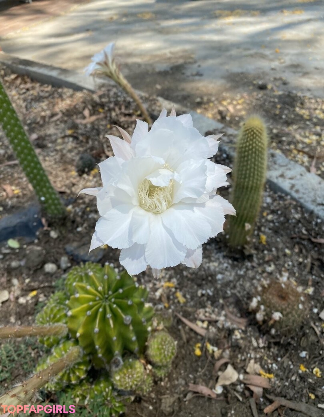 Foto di nudo di fuga di OnlyFans di Tallielorain #56 Foto di nudo di fuga di OnlyFans di Tallielorain #56